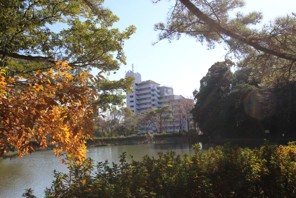 すぐ隣の四ツ池公園です