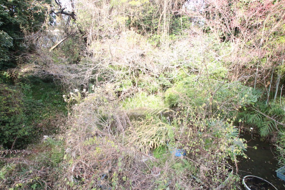 北側の池。ゴリラと合わせてちょっと不思議な光景。