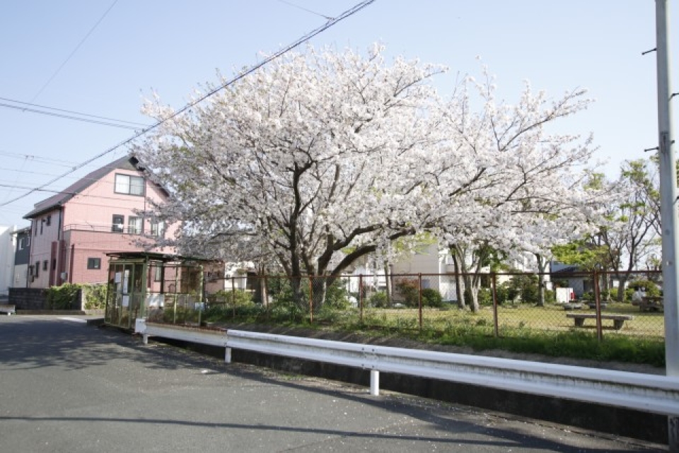 桜が美しい。