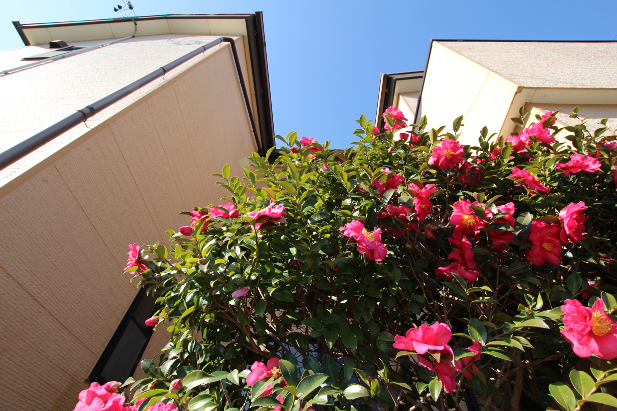 中庭の目隠しに植栽がある
