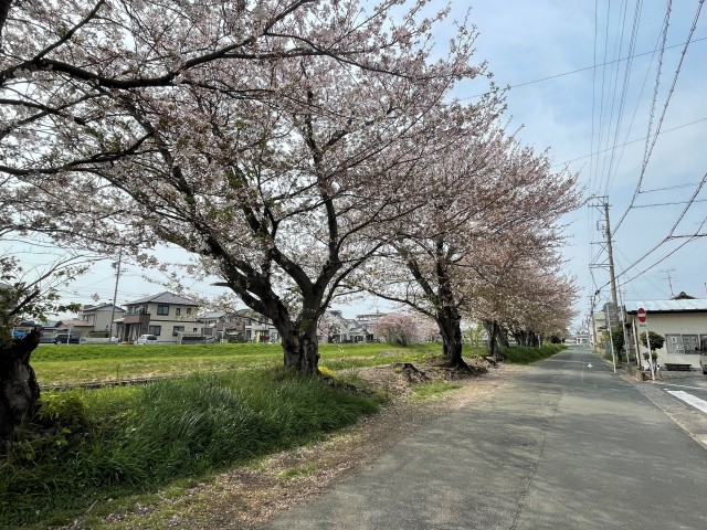 春の訪れがたのしみですね