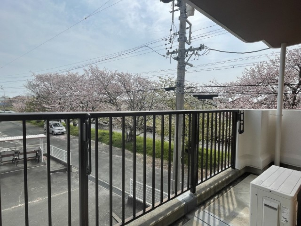 バルコニーからも桜！！