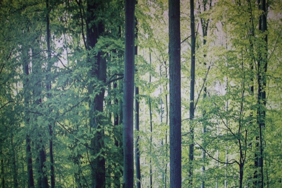 まるで本物そっくりな竹林のアクセントウォール。