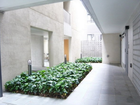 アイビーでしょうか、青々として癒されますね