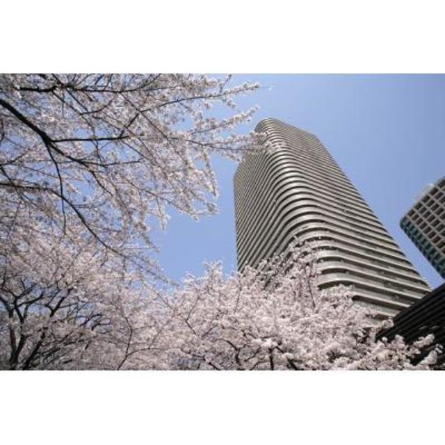 春には近所で桜も楽しめます。