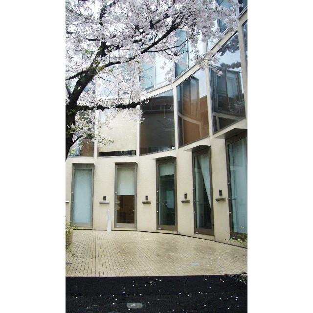 この桜が満開になる日が待ち遠しい&hellip;！