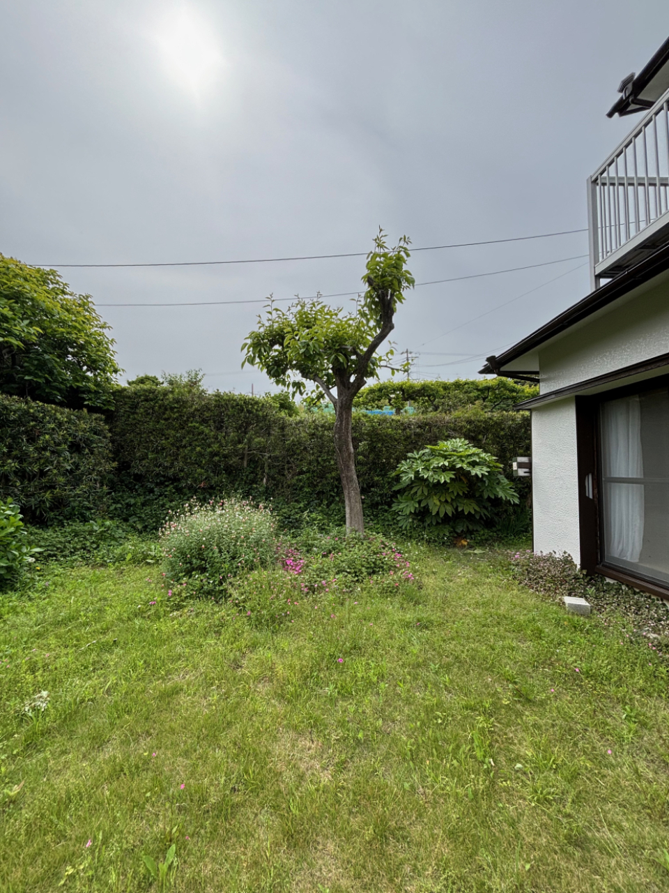 お庭。立派な生垣